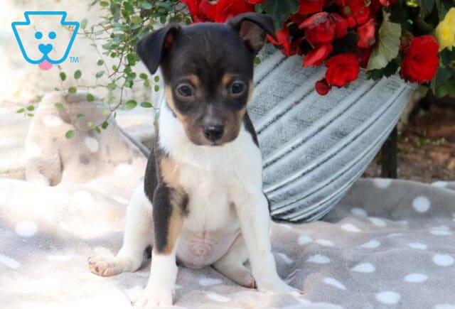 Fox Terrier Mix