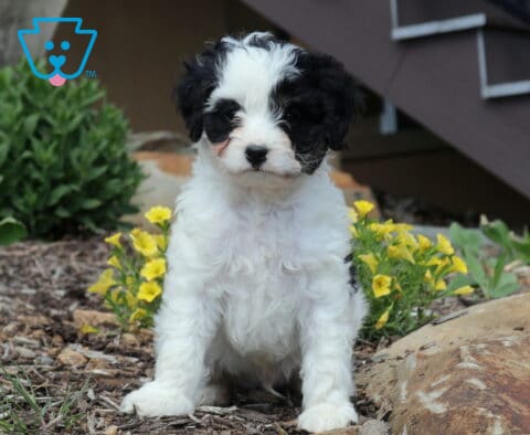 Franky Cavapoo