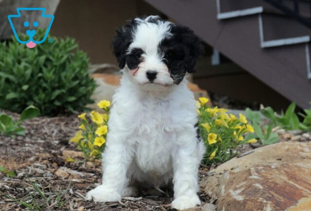 Black and white Cavapoo puppy sitting on mulch beside yellow flowers and garden rocks, with a fluffy curly coat and an outdoor backyard setting. image
