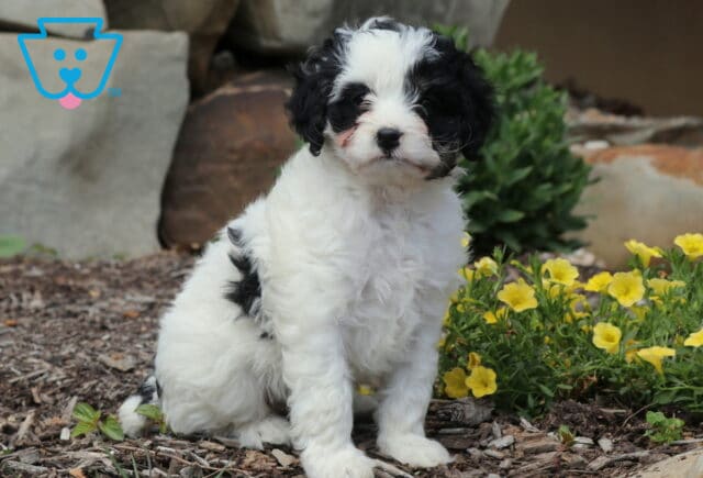 Black and white Cavapoo puppy sitting on mulch beside bright yellow flowers, featuring a fluffy curly coat and a charming garden backdrop. image