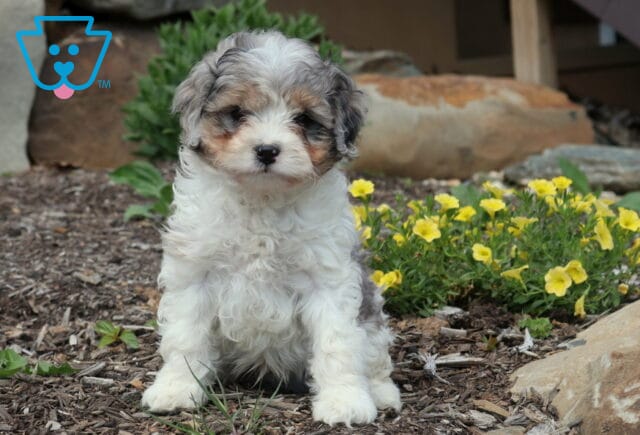 Furby Cavapoo image