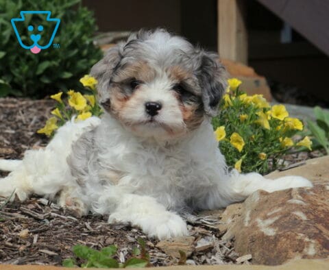 Furby Cavapoo2