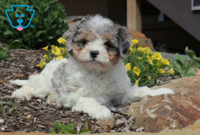 Furby Cavapoo2 image