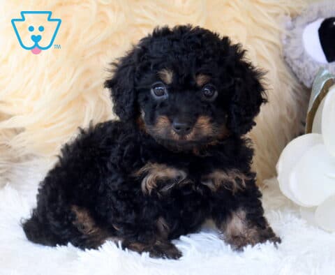 Black and tan Cavapoo puppy with a soft curly coat sitting on a fluffy white blanket, showing bright, curious eyes and rich tan accents on the face, chest, and paws in a cozy indoor setting.