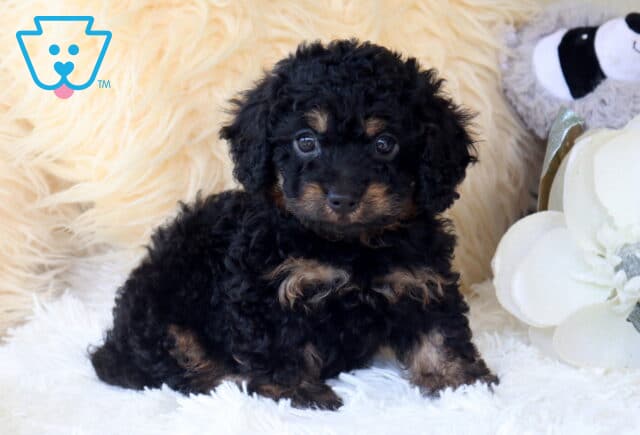 Black and tan Cavapoo puppy with a soft curly coat sitting on a fluffy white blanket, showing bright, curious eyes and rich tan accents on the face, chest, and paws in a cozy indoor setting. image