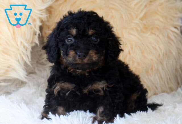 Black and tan Cavapoo puppy sitting on a fluffy white blanket, featuring a curly coat, expressive dark eyes, and adorable tan markings above the eyes and on the paws for a classic teddy bear appearance. image