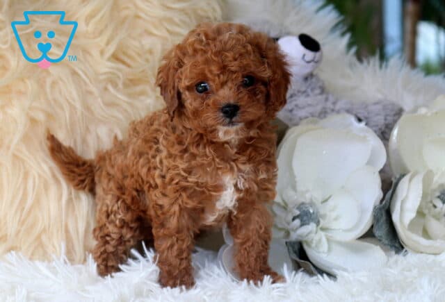 Tiny red Cavapoo puppy with a curly coat and white chest marking standing on a fluffy white blanket beside decorative white flowers, showing bright eyes and an adorable teddy bear appearance. image