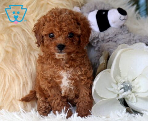 Adorable red Cavapoo puppy with a curly coat and white chest patch sitting on a plush white blanket beside oversized white flowers, featuring bright eyes, a teddy bear face, and a sweet, attentive expression.