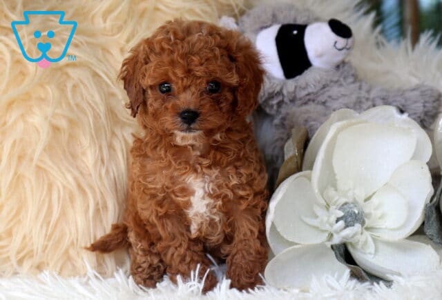 Adorable red Cavapoo puppy with a curly coat and white chest patch sitting on a plush white blanket beside oversized white flowers, featuring bright eyes, a teddy bear face, and a sweet, attentive expression. image