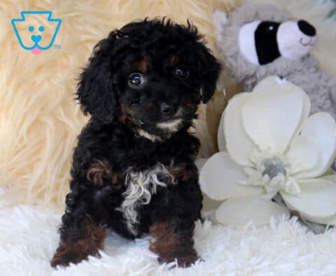 Black and tan Cavapoo puppy with a curly coat and white chest marking sitting on a plush white blanket, looking alert and adorable beside decorative white flowers and a stuffed raccoon.