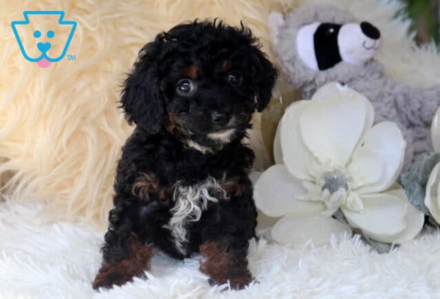 Black and tan Cavapoo puppy with a curly coat and white chest marking sitting on a plush white blanket, looking alert and adorable beside decorative white flowers and a stuffed raccoon. image