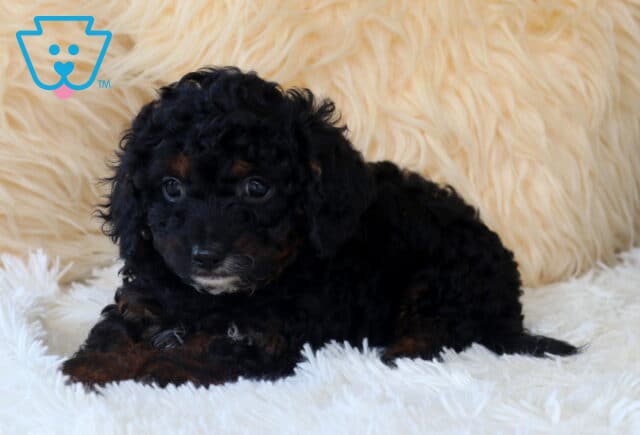 Black and tan Cavapoo puppy with a curly coat resting on a fluffy white blanket, featuring soulful dark eyes and a tiny white chin patch in a cozy indoor portrait setting. image