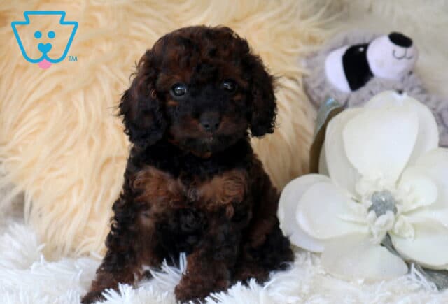 Black and tan Cavapoo puppy with a curly coat sitting on a plush white blanket, featuring bright round eyes and rich chocolate highlights beside a large white flower in a cozy indoor setting. image