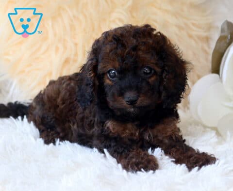 Curly-coated black and tan Cavapoo puppy lying on a fluffy white blanket, gazing up with bright expressive eyes while posing beside elegant white flowers in a cozy indoor setting.
