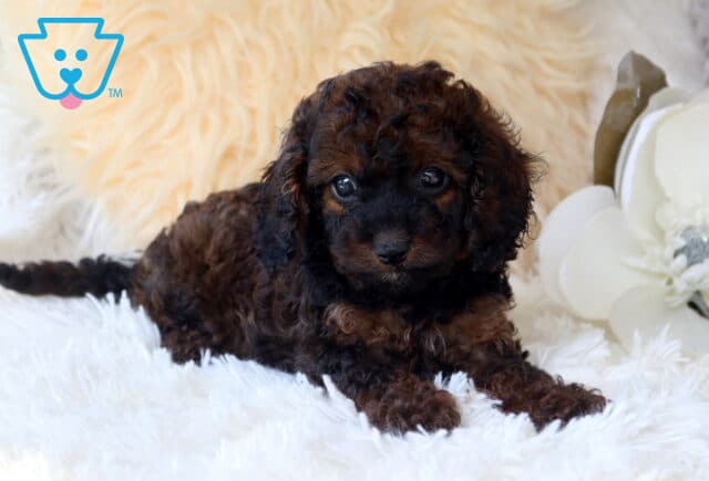 Curly-coated black and tan Cavapoo puppy lying on a fluffy white blanket, gazing up with bright expressive eyes while posing beside elegant white flowers in a cozy indoor setting. image