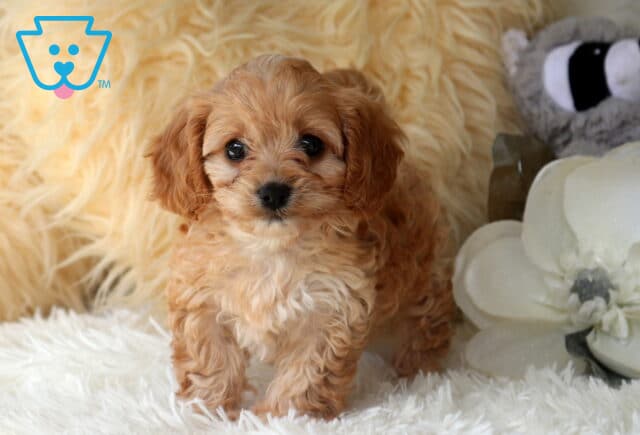 Apricot Cavapoo puppy with a fluffy wavy coat standing on a soft white blanket, featuring expressive dark eyes and a sweet face beside white flowers in a cozy indoor photo setting. image
