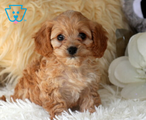 Adorable apricot Cavapoo puppy sitting on a fluffy white blanket, showcasing a soft curly coat, bright dark eyes, and a sweet teddy bear face beside elegant white flowers.