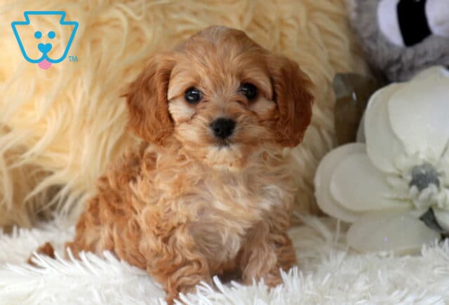 Adorable apricot Cavapoo puppy sitting on a fluffy white blanket, showcasing a soft curly coat, bright dark eyes, and a sweet teddy bear face beside elegant white flowers. image