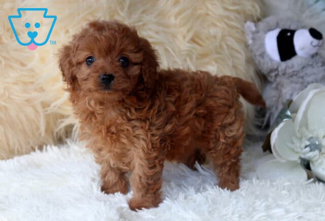 Red Cavapoo puppy standing on a fluffy white blanket beside decorative white flowers, featuring a rich apricot curly coat, bright round eyes, and an adorable teddy bear expression. image