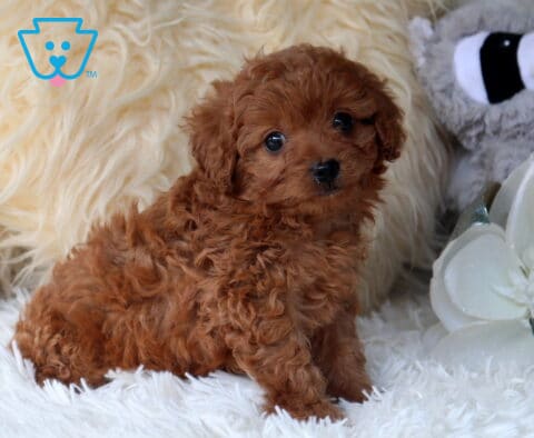 Curly-coated red Cavapoo puppy sitting on a plush white blanket beside decorative flowers, featuring a rich ruby-colored coat, expressive eyes, and a sweet, cuddly teddy bear look.