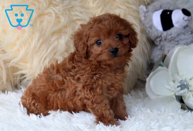Curly-coated red Cavapoo puppy sitting on a plush white blanket beside decorative flowers, featuring a rich ruby-colored coat, expressive eyes, and a sweet, cuddly teddy bear look. image