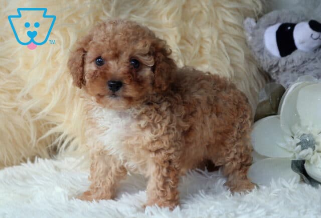 Apricot Cavapoo puppy with a soft curly coat standing on a fluffy white blanket beside decorative white flowers, featuring a creamy chest, bright round eyes, and a sweet, inquisitive expression. image