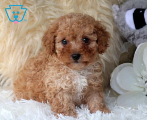 Fluffy apricot Cavapoo puppy resting on a soft white blanket beside elegant white flowers, featuring a curly coat, creamy white chest, sparkling eyes, and an irresistibly sweet teddy bear face.