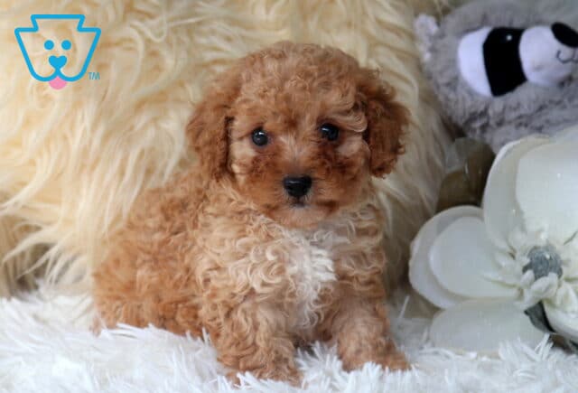 Fluffy apricot Cavapoo puppy resting on a soft white blanket beside elegant white flowers, featuring a curly coat, creamy white chest, sparkling eyes, and an irresistibly sweet teddy bear face. image