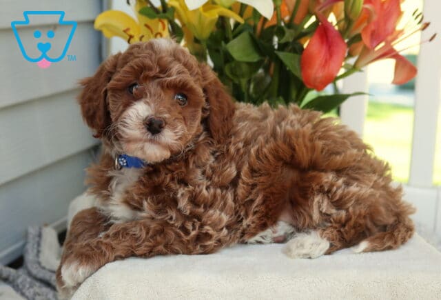 Hampton Mini Goldendoodle image