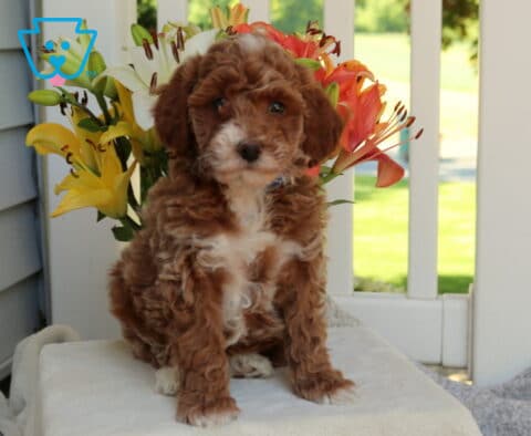 Hampton Mini Goldendoodle2