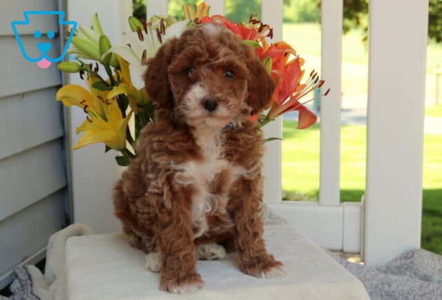 Hampton Mini Goldendoodle2 image