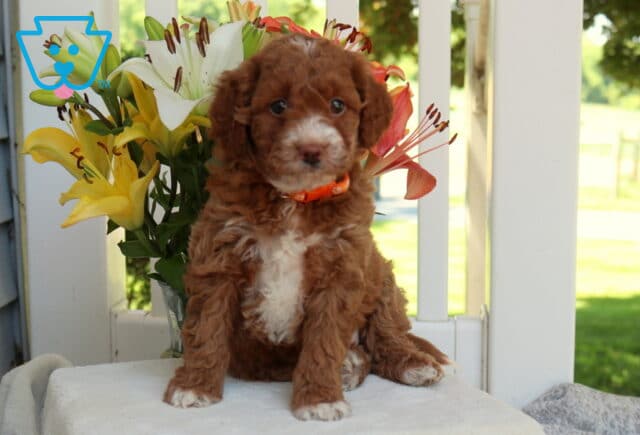 Hannah Mini Goldendooddle image
