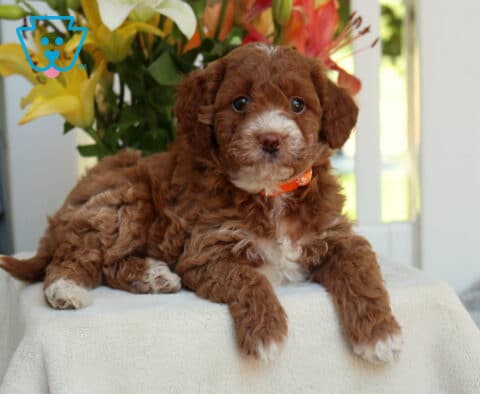 Hannah Mini Goldendooddle2