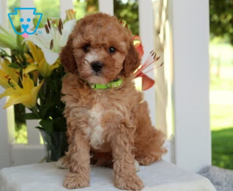 Happy Mini Goldendoodle