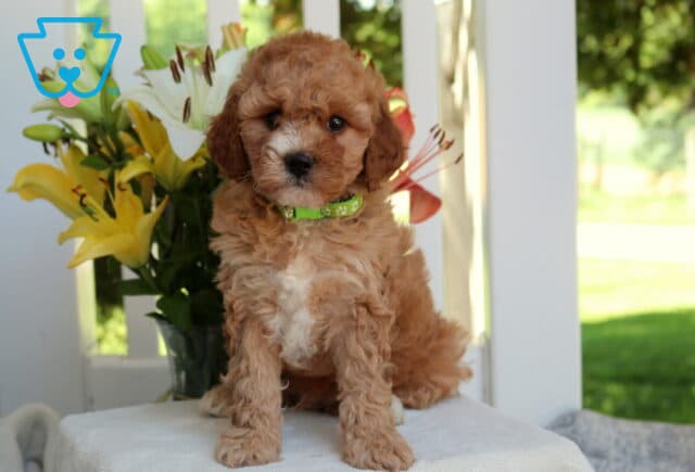 Happy Mini Goldendoodle image