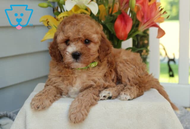 Happy Mini Goldendoodle2 image