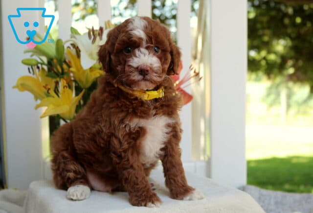 Hendrick Mini Goldendoodle image