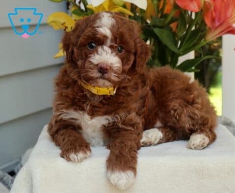 Hendrick Mini Goldendoodle2
