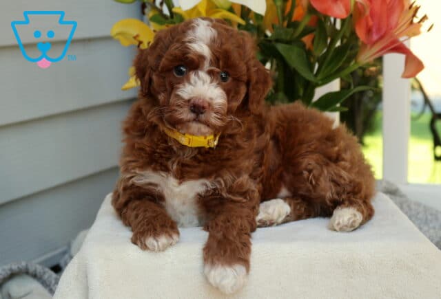 Hendrick Mini Goldendoodle2 image