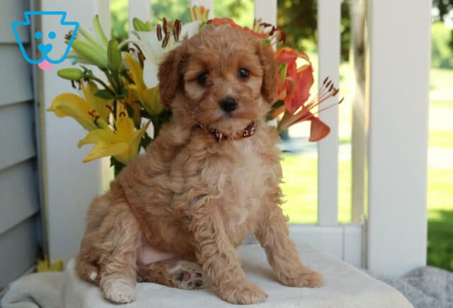 Holly Mini Goldendoodle image