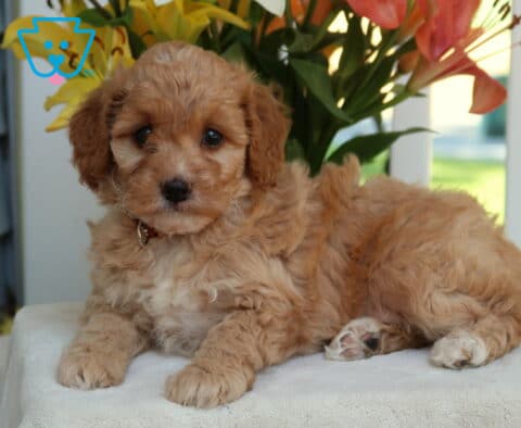 Holly Mini Goldendoodle.2