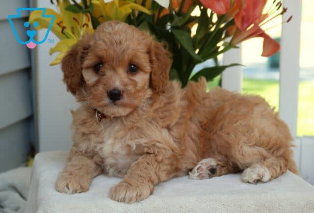 Holly Mini Goldendoodle.2 image