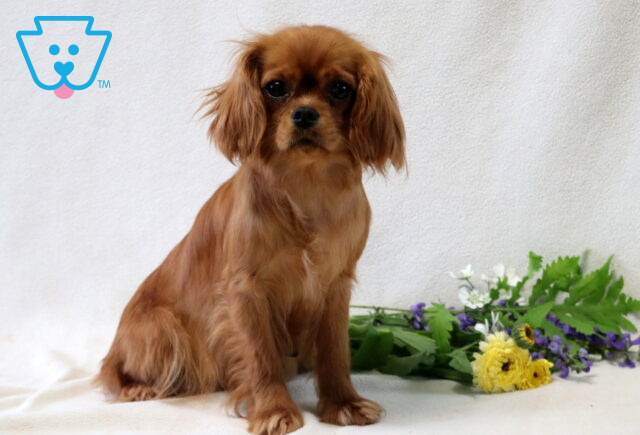 Honey Jo Cavapoo Joe Martin image