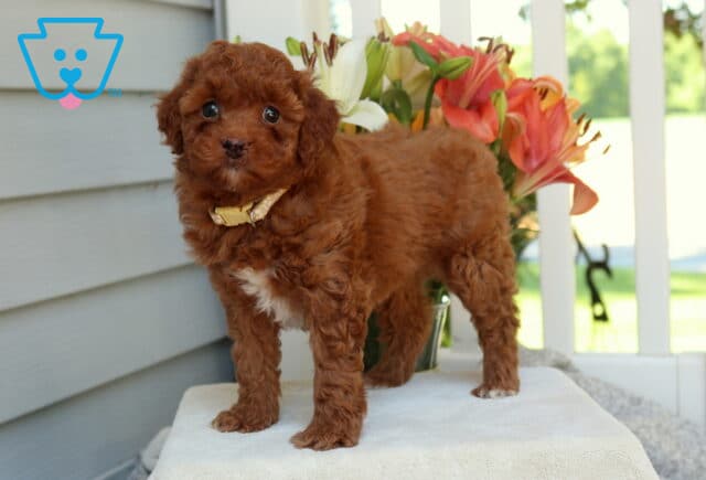 Hope Mini Goldendoodle image