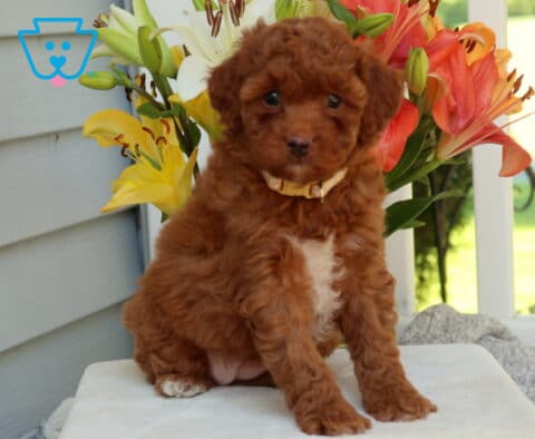 Hope Mini Goldendoodle2