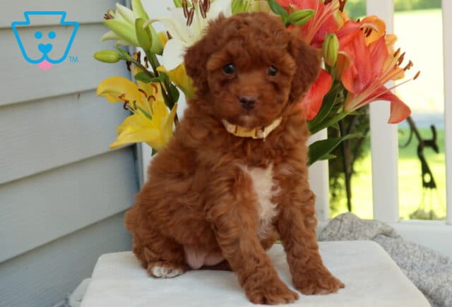 Hope Mini Goldendoodle2 image