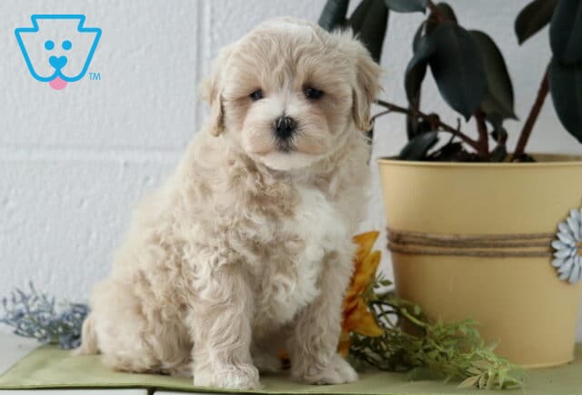 Jace Maltipoo image