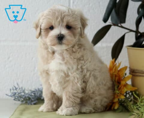 Jace Maltipoo2