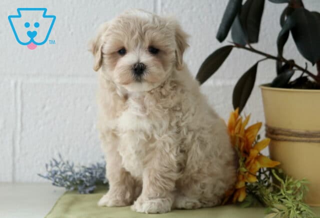 Jace Maltipoo2 image