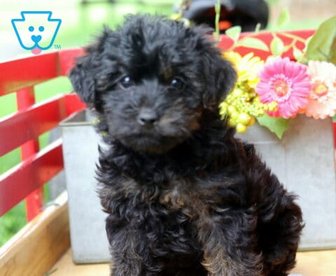 Jace Yorkiepoo